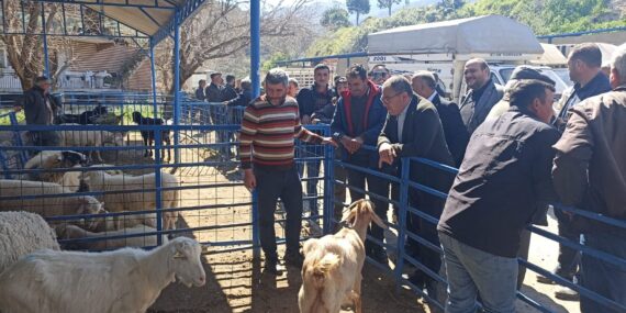 Bozdoğan Çamlıdere Hayvan Pazarını Ziyaret Ettik